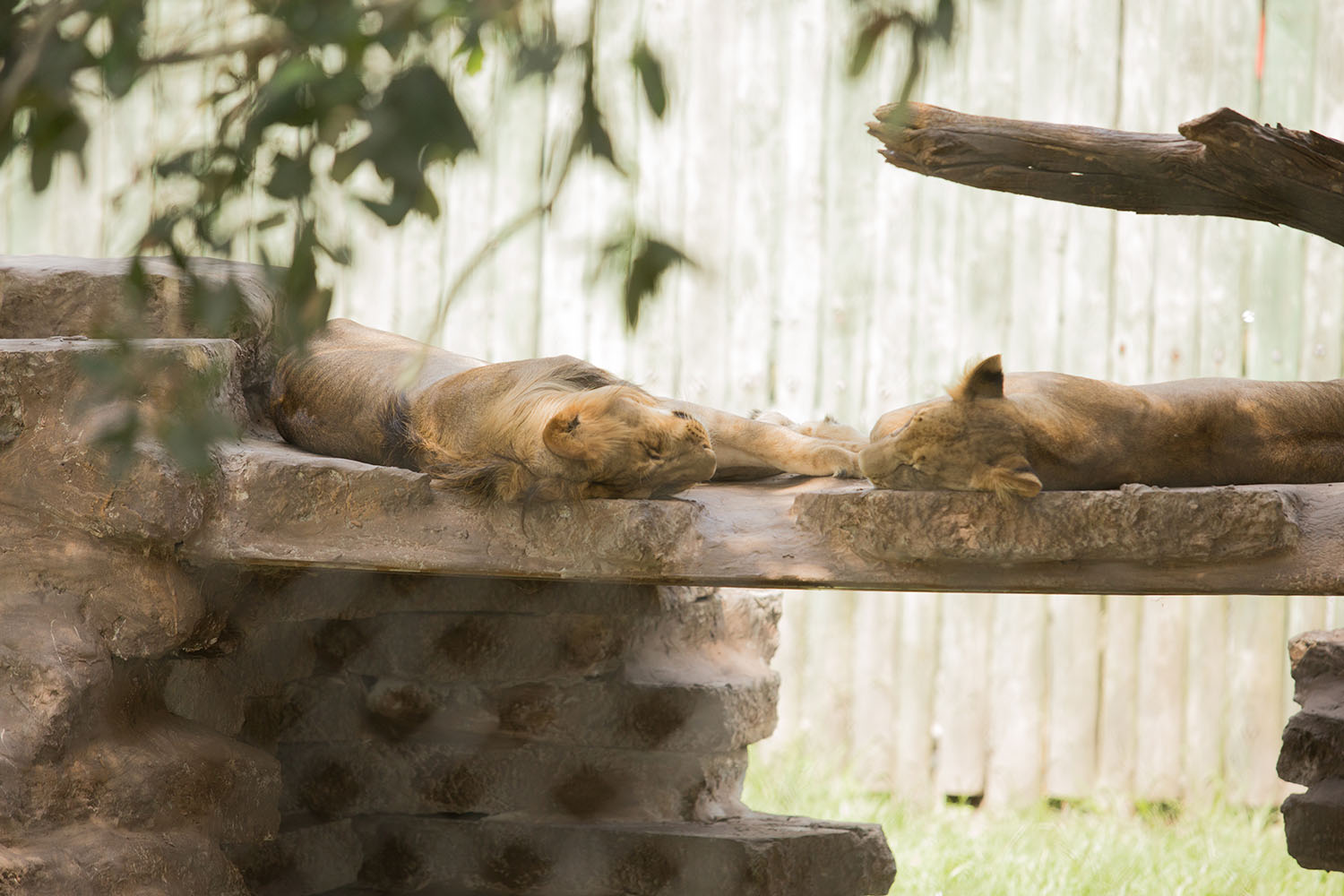 Wild Adventures Travel Guide Wild Adventures Travel Guide - Bianca Dottin